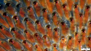 17th Multinational Congress on Microscopy